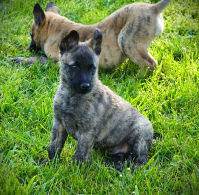 Les chiots de Berger hollandais