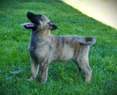 Les chiots de Berger hollandais
