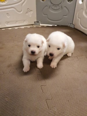 Les chiots de Spitz japonais