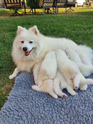 Les chiots de Spitz japonais