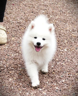 Les chiots de Spitz japonais