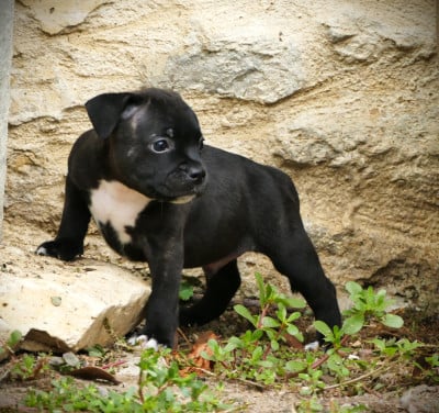 Les chiots de Staffordshire Bull Terrier