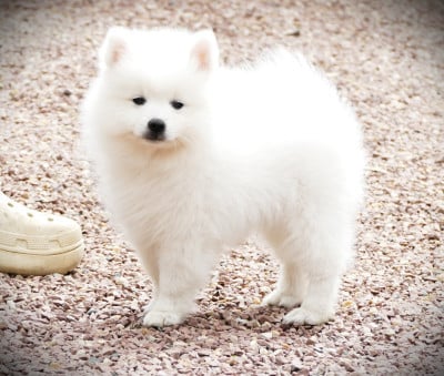 Les chiots de Spitz japonais