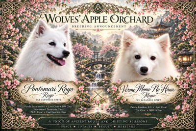 Les chiots de Spitz japonais
