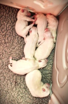 Les chiots de Spitz japonais