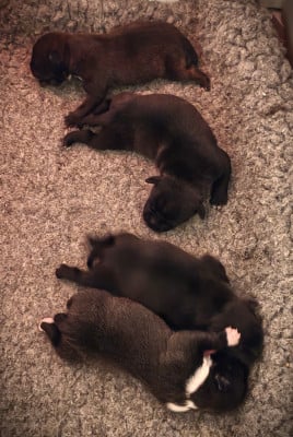 Les chiots de Staffordshire Bull Terrier