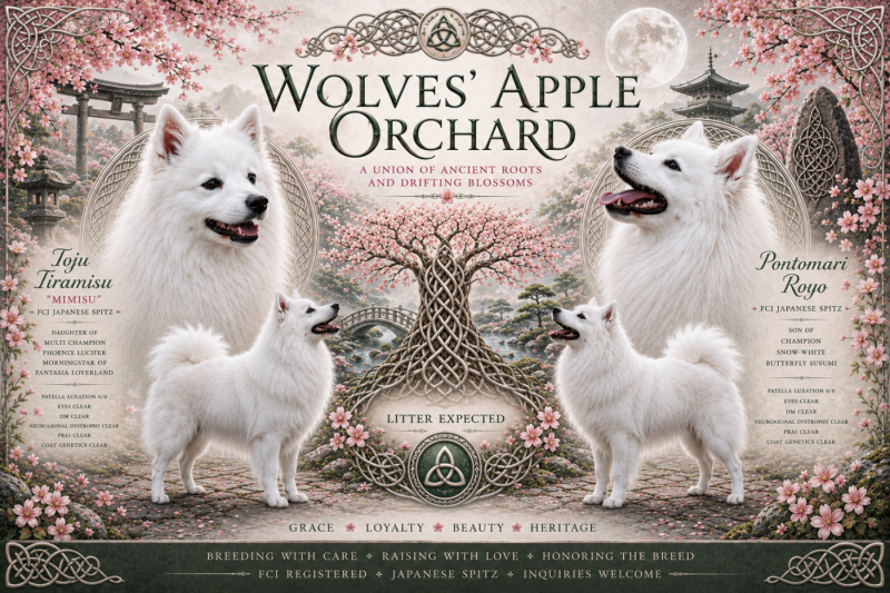 Spitz japonais - de la Pommeraie des Loups
