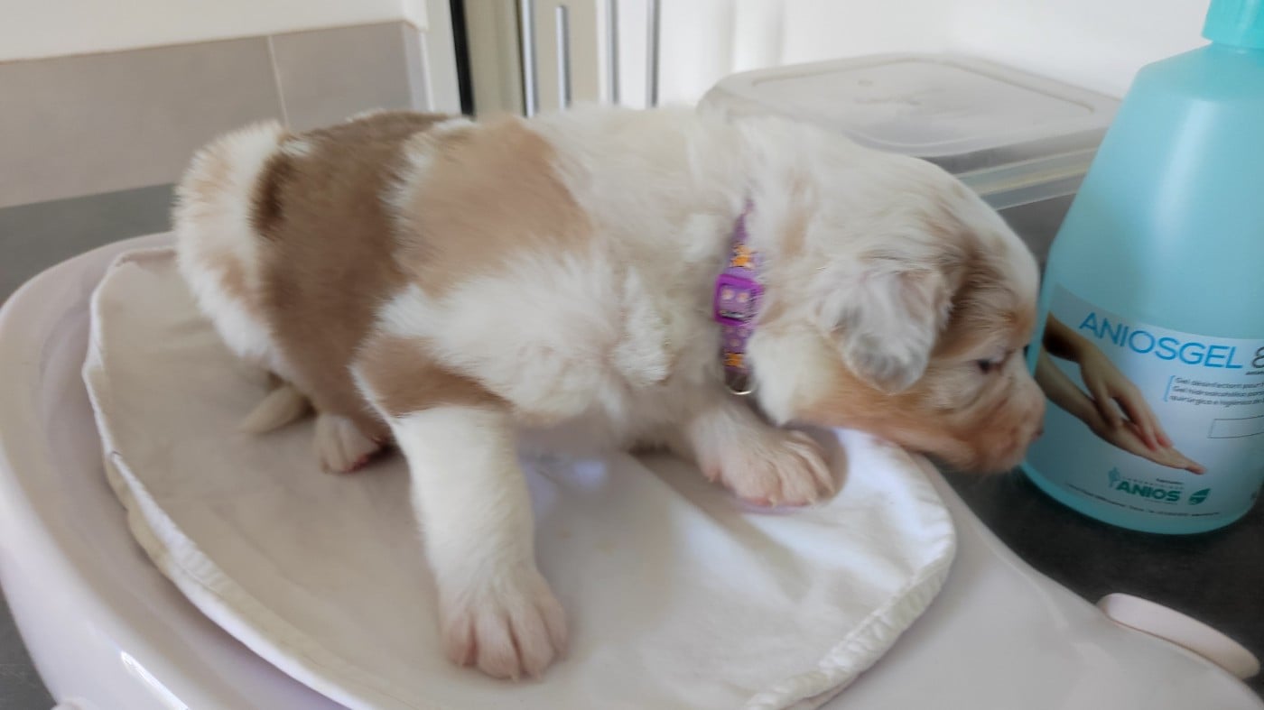 Baïa (collier violet)