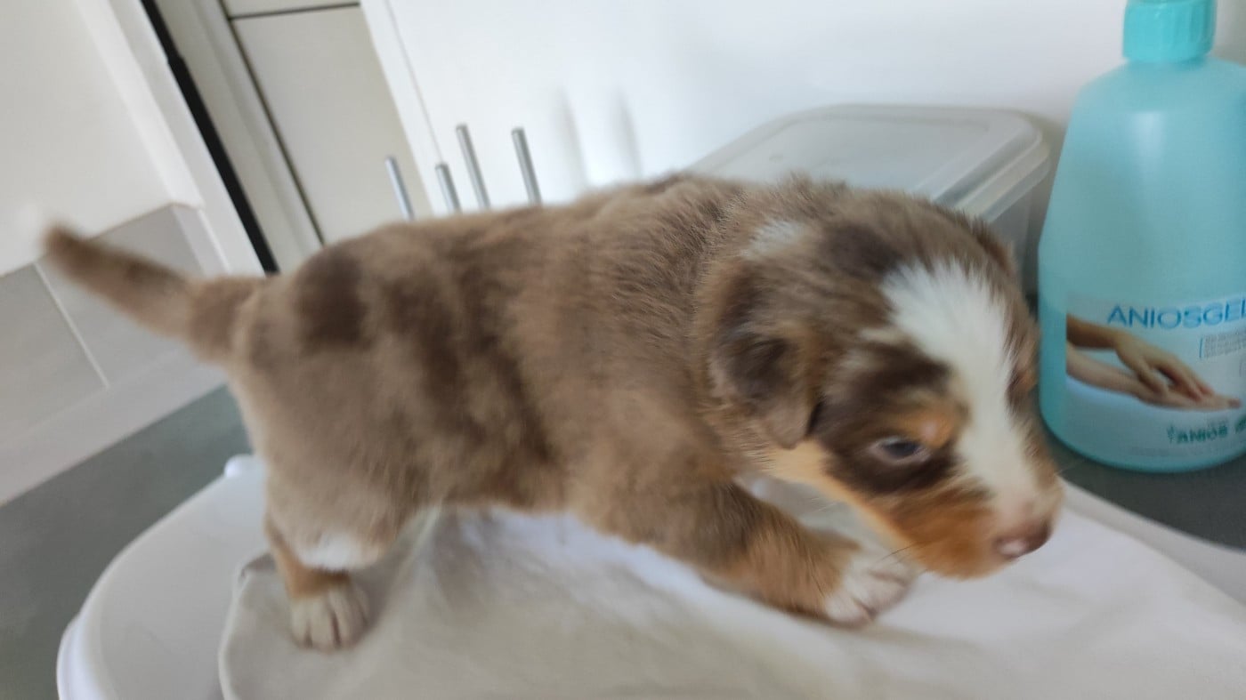 Bloomy (collier gris)