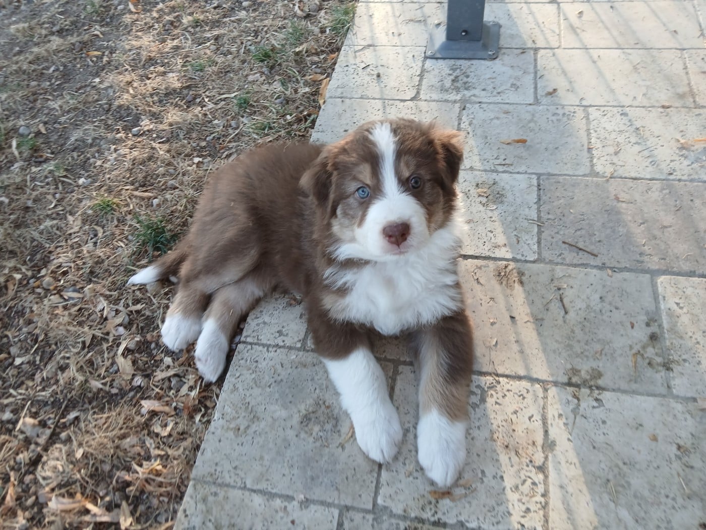 Billie (collier jaune)