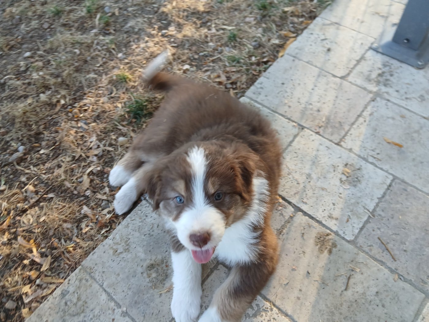 Billie (collier jaune)