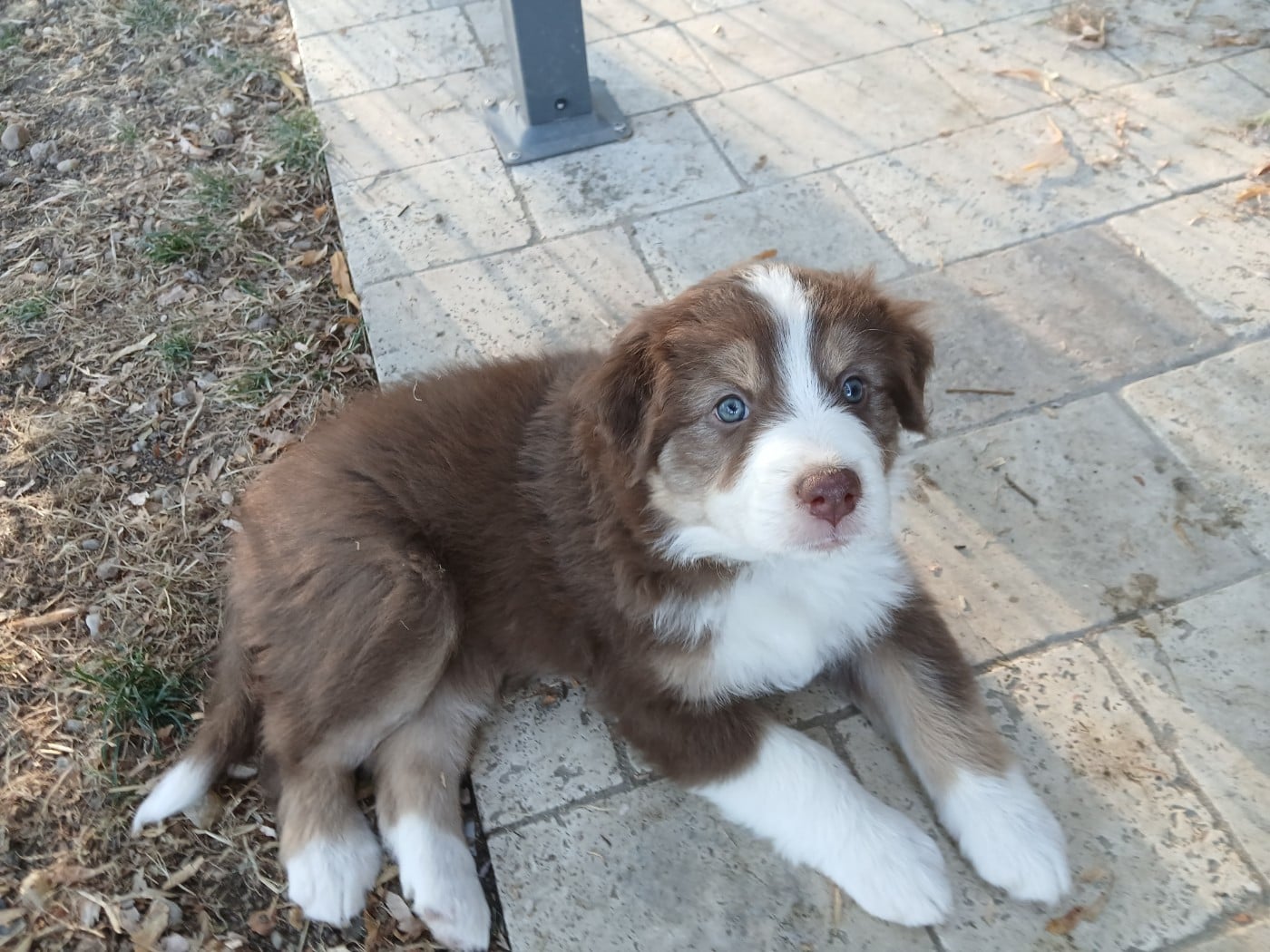 Billie (collier jaune)