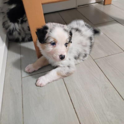 Les chiots de Berger Australien