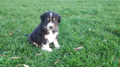 Les chiots de Berger Australien