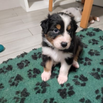 Les chiots de Berger Australien