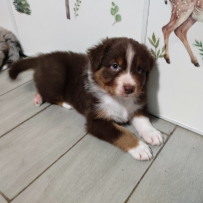 Les chiots de Berger Australien