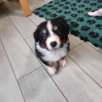 Les chiots de Berger Australien