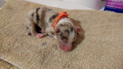 Les chiots de Berger Australien