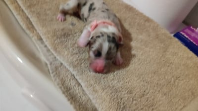 Les chiots de Berger Australien