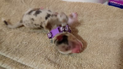 Les chiots de Berger Australien