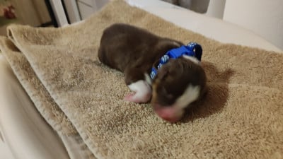 Les chiots de Berger Australien