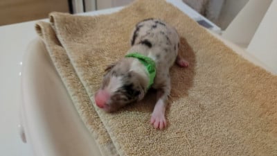 Les chiots de Berger Australien