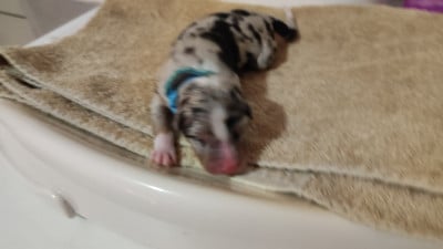 Les chiots de Berger Australien