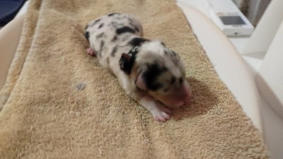 Les chiots de Berger Australien