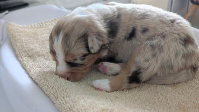 Les chiots de Berger Australien