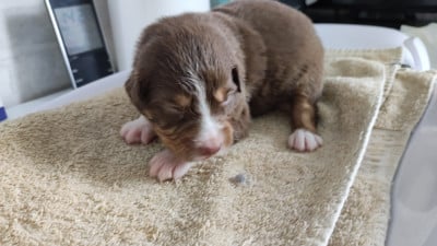 Les chiots de Berger Australien