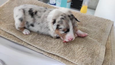 Les chiots de Berger Australien