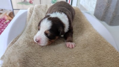 Les chiots de Berger Australien