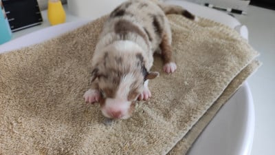 Les chiots de Berger Australien