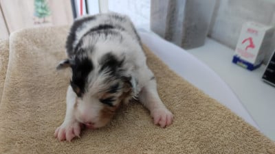Les chiots de Berger Australien