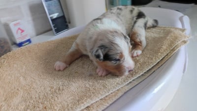 Les chiots de Berger Australien