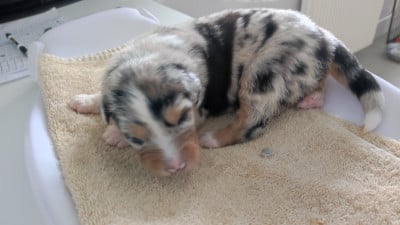 Les chiots de Berger Australien