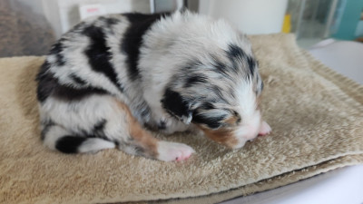 Les chiots de Berger Australien