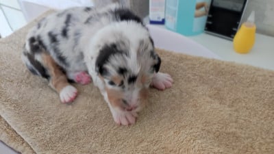 Les chiots de Berger Australien