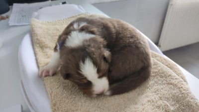 Les chiots de Berger Australien