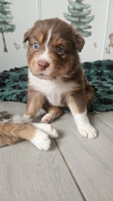 Les chiots de Berger Australien