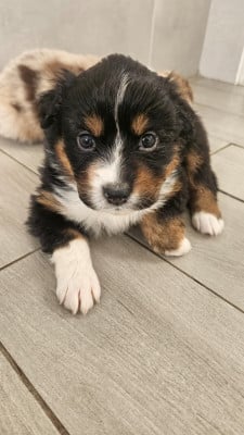 Les chiots de Berger Australien