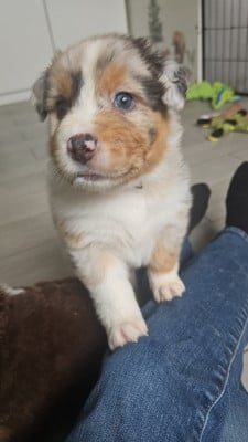 Les chiots de Berger Australien