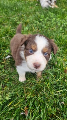 Les chiots de Berger Australien