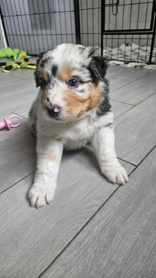 Les chiots de Berger Australien