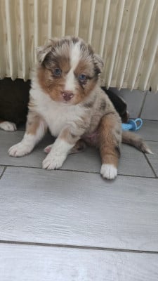Les chiots de Berger Australien