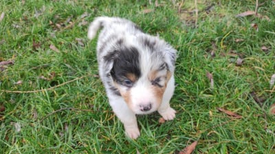Les chiots de Berger Australien