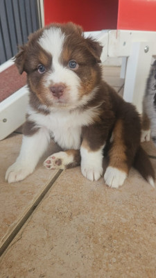 Les chiots de Berger Australien
