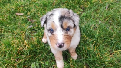 Les chiots de Berger Australien