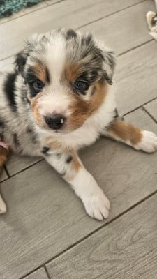 Les chiots de Berger Australien