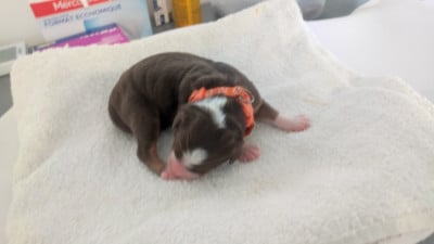 collier orange - Berger Australien